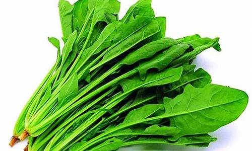 菠菜吧：LOL游戏推荐与攻略