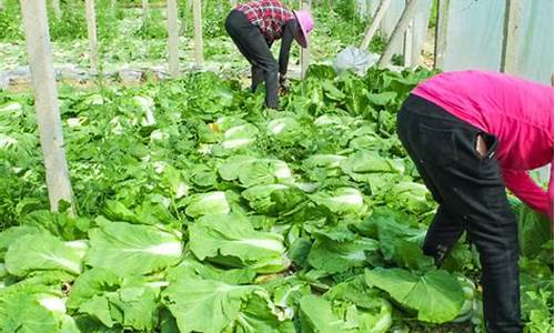 免费cp白菜官方排名网站：1. 什么是LOL游戏？